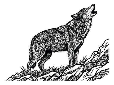 Woodcut illustration of a wolf depicting a howling pose on rocky terrain for wildlife and nature design
