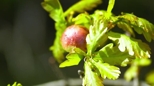 Close-up of oak branch with bright green leaves and red gall formed by parasitic wasp activity. Highlights plant pathology process, insect induced growth anomaly, and biological interaction mechanism.