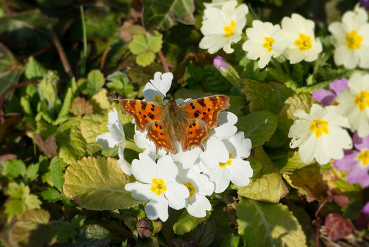 Comma butterfly (Polygonia c-album) sitting on a white flower in Zurich, Switzerland