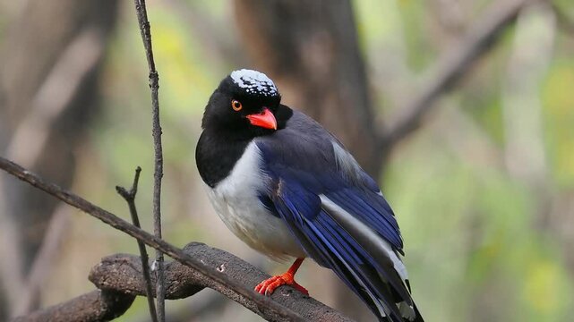 Red Billed Blue Magpie Perching On One Leg On Branch