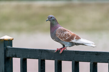 Naklejka premium A close-up shot of a unique pigeon (rock dove) with reddish-brown and grey plumage, perched calmly on a black metal fence against a soft, blurred natural background.