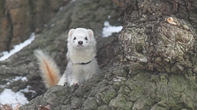 Male light-furred ferret exploring a winter city park