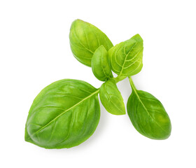 Fototapeta premium Sprig with green basil leaves isolated on white, top view