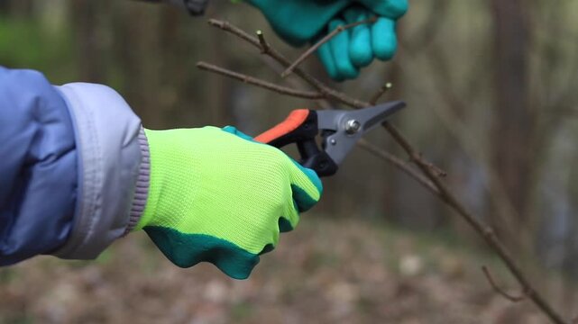 Human hands in bright green work gloves trim the branches of a bush with black pruning shears. Gardening, vegetable gardening, and garden maintenance concepts. Trimming thorny plant stems.
