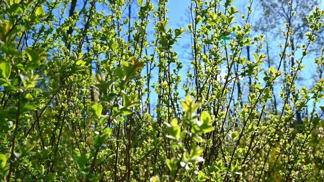 Spring shrub leaves budding and swaying in sunny woodland meadow