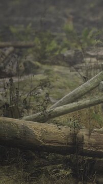 A wooden fence stands in a natural area. The fence is made of logs and surrounded by grass and stones. The setting appears quiet and untamed, showing signs of nature.