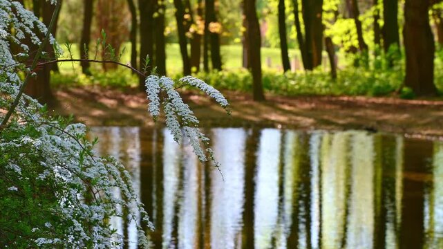 White spirea branches arching over pond in woodland park