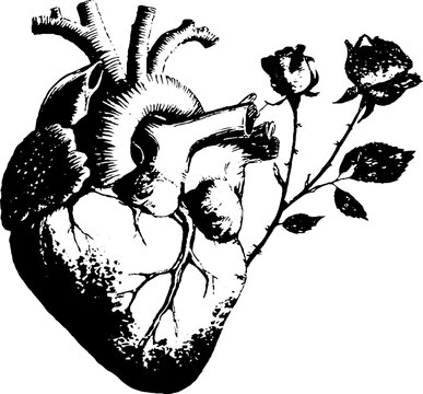 Anatomical heart entwined with roses high contrast black drawing for tattoo design background poster and stationery