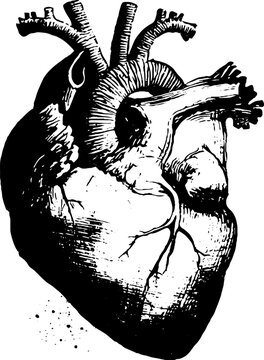 High contrast black and white anatomical heart ink engraving style drawing for tattoo design background and poster