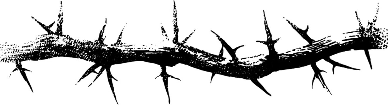 High contrast black and white thorn branch illustration with ink texture for background banner and graphic design elements