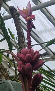 flower in the garden, Banana velvet, musa velutina, flower, pink, nature, rose, flowers, garden, spring, plant, blossom, bud, red, tulip, bloom, beauty, flora, summer, magnolia