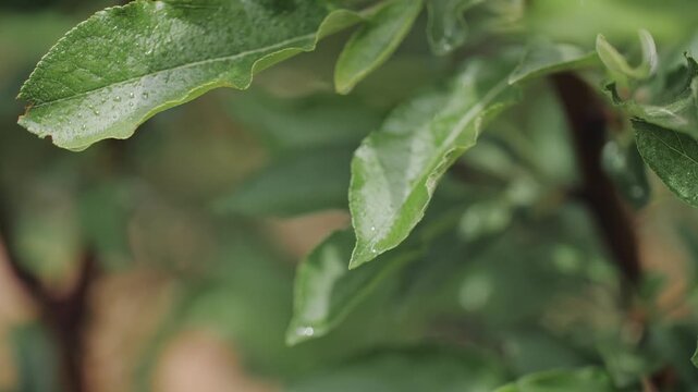 Close-Up Green Leaves with Soft Bokeh, Natural Plant Footage