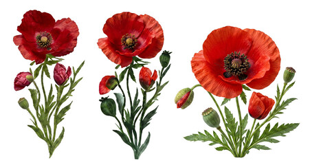 Fototapeta premium Three red poppies with green leaves isolated on black background