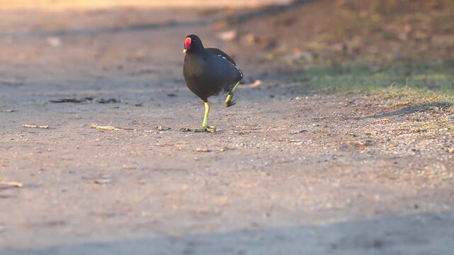 Common Moorhen Foraging by a City Park Pond