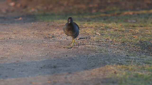 Common Moorhen Foraging by a City Park Pond
