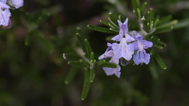 The flower of a Rosmarinus officinalis plant. It's also called Salvia rosmarinus or rosemary. This plant flowers in spring and summer in temperate climates
