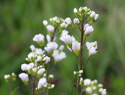 Evergreen ground cover plant Arabis caucasica blooms in the garden