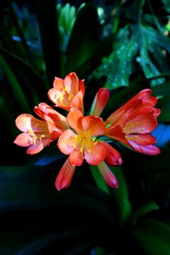 Flor
