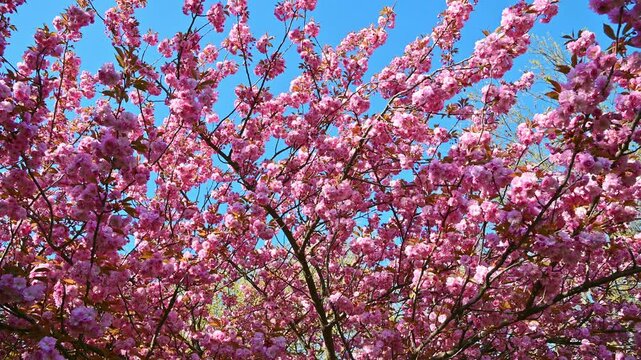 flowering plum tree blooming against clear blue sky in park