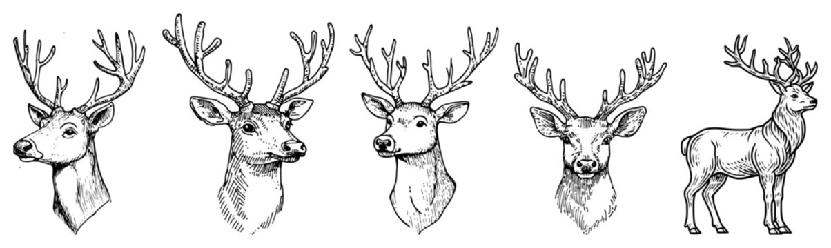 Deer Heads and Antlers Collection Wildlife Buck Portraits Hand Drawn Engraving Illustration