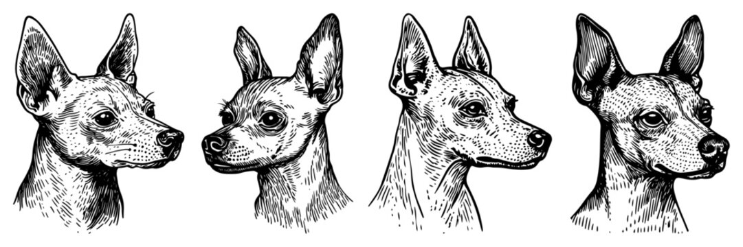Small Dog Head Portrait Set Chihuahua or Miniature Pinscher Breed Sketch Engraving Illustration