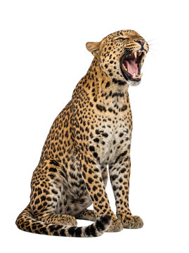Leopard sitting and roaring loudly isolated on transparent background