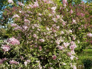 Obraz premium Lilas de Chine - Syringa Microphylla 'Superba' - Arbuste ramifié portant un feuillage buissonnant et panicules de grappes de fleurs tubulaires rose clair et boutons floraux mauve 