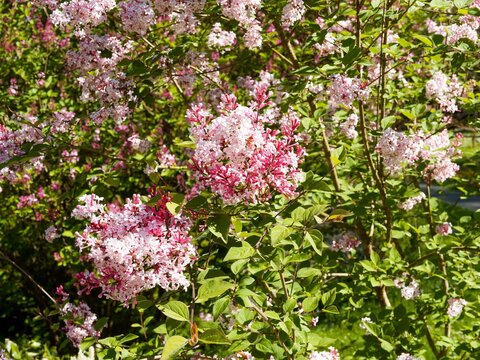 Syringa microphylla 'Superba' -  Lilas de Chine, arbuste orn&eacute; de panicules de grappes de fleurs tubulaires rose, p&eacute;tales bord&eacute;s de blanc et de petites feuilles ovales et acumin&eacute;es vert clair  