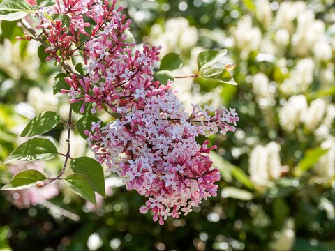 (Syringa microphylla 'Superba') Mince tige retombante d'un lilas de Chine ou lilas &agrave; petites feuilles couverte de grappes de petites fleurs tubulaires et lob&eacute;es color&eacute;es de rose lilas clair et fonc&eacute; 