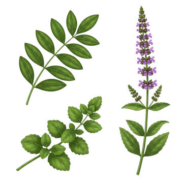 A cluster of fresh green maple leaves with serrated edges isolated on transparent background