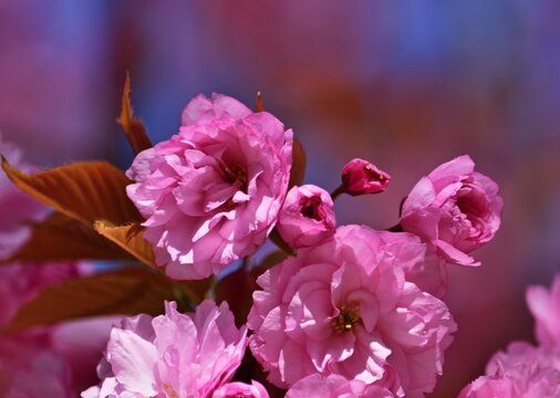 japanische Nelkenkirsche Bl&uuml;te in Wien