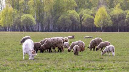 Fototapeta premium Goat and flock of sheep grazing on green grass at farm meadow. Livestock animal eating vegetation in rural nature field. Eco tourism and organic agriculture landscape sustainability concept.