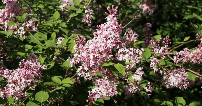 Lilas de Chine, arbuste &agrave; fines tiges dress&eacute;es portant des panicules de grappes de petites fleurs roses et bouton floraux mauves avec un feuillage oval et acumin&eacute; vert clair