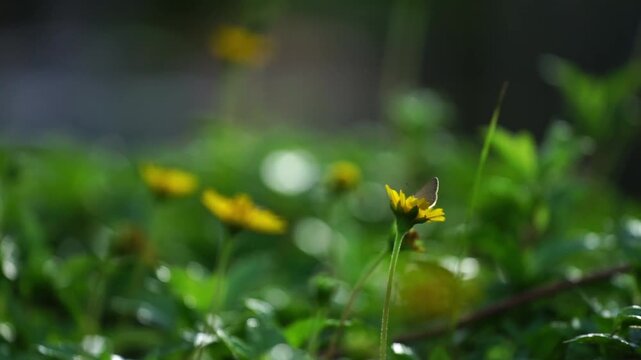 Beautiful yellow blossoms with butter fly bloom amidst the lush green grass of a sunlit summer garden, showcasing the vibrant floral beauty of nature in a stunning macro field of spring petals