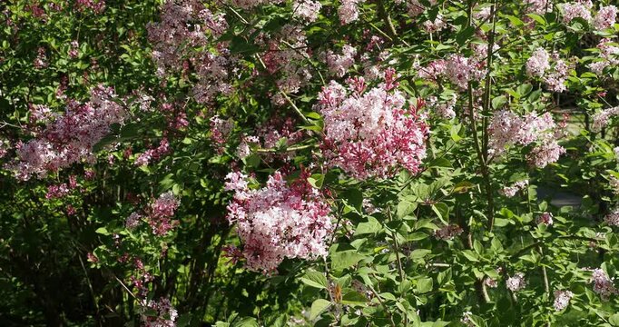 Lilas de Chine (Syringa microphylla 'Superba'). Arbrisseau aux panicules de grappes de fleurs tubulaires rose lilas au bout de rameaux fins portant de petites feuilles ovales, vertes 