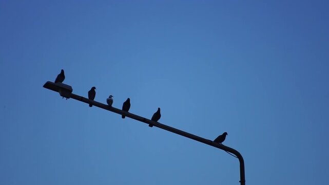A group of black swallow birds rests on a barbed wire fence against a clear blue sky, capturing a moment of nature and wildlife freedom