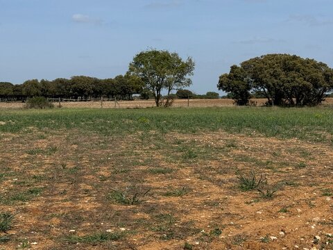landscape with trees