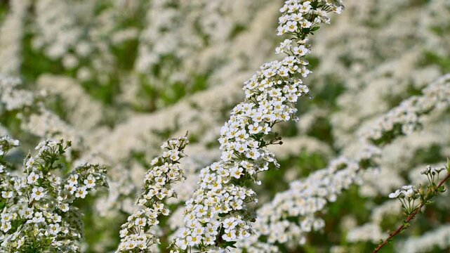 White spirea branches swaying in spring garden field