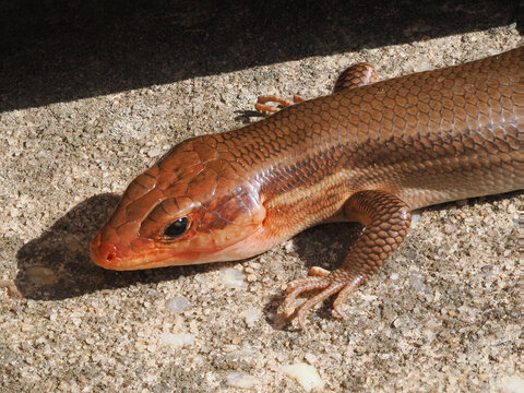 A Focus Stacked Extreme Close-up Image of a Broad head Skink Sunning Itself