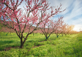 Fototapeta premium Peach Orchard in Bloom: Rows of Blossoming Trees in Spring Field