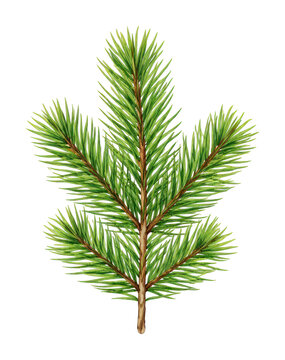 PNG Realistic green pine branch illustration.