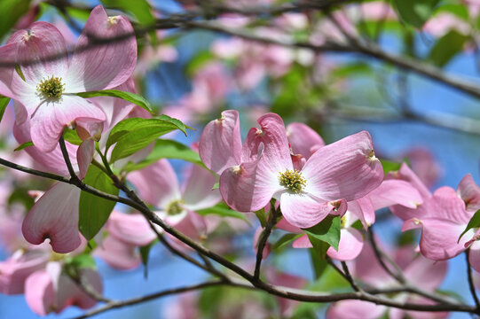 Pink Dogwood Tree in bloom in April