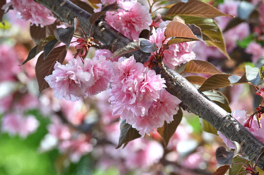 Kwanzan Cherry Tree in Bloom