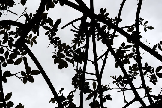 Silhouette of climbing roses growing through an arbour in spring