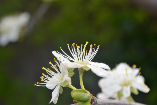 Flowers look calm but fight to survive