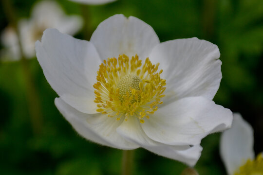 Nature makes it look easier than it is