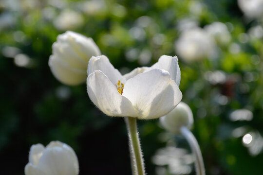 Every flower blooms at its own pace