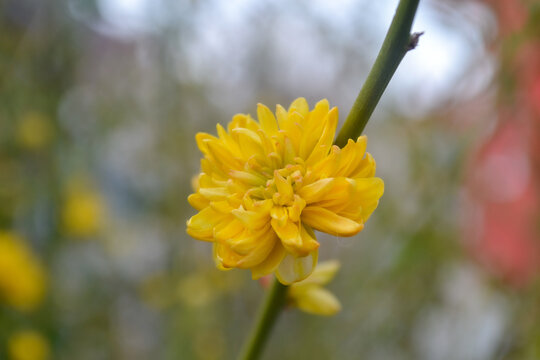 Flowers bloom whether anyone notices them