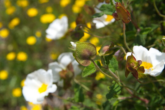 Blossom of rock rose, gum cistus, wild cistus, Cistus libanotis ornamental and medicinal plant