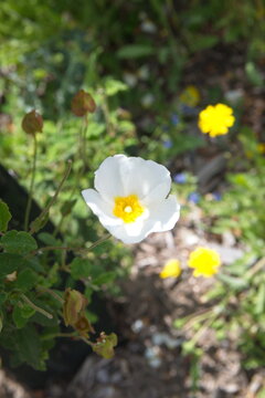 Blossom of rock rose, gum cistus, wild cistus, Cistus libanotis ornamental and medicinal plant
